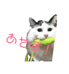 ハルくんといっしょ（個別スタンプ：14）