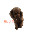 我が家のイヌネコひとこと（個別スタンプ：1）