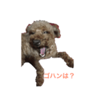 我が家のイヌネコひとこと（個別スタンプ：4）