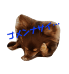 チワワのやまちゃん・②（個別スタンプ：4）