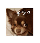 チワワのやまちゃん・②（個別スタンプ：6）