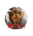 チワワのやまちゃん・②（個別スタンプ：7）