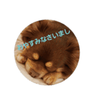 チワワのやまちゃん・②（個別スタンプ：9）