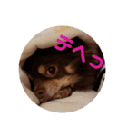 チワワのやまちゃん・②（個別スタンプ：10）