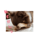 チワワのやまちゃん・②（個別スタンプ：13）