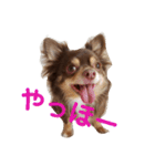 チワワのやまちゃん・②（個別スタンプ：15）