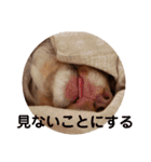 チワワのやまちゃん・②（個別スタンプ：16）