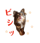 チワワのやまちゃん・②（個別スタンプ：21）