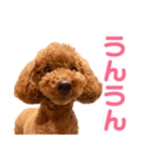 kikiのほぼ変顔笑顔すたんぷ（個別スタンプ：17）