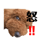 kikiのほぼ変顔笑顔すたんぷ（個別スタンプ：35）