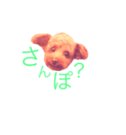 トイプードル あんず＊（個別スタンプ：6）