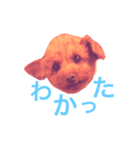 トイプードル あんず＊（個別スタンプ：8）