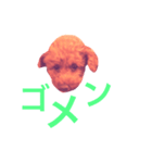 トイプードル あんず＊（個別スタンプ：9）
