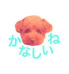 トイプードル あんず＊（個別スタンプ：10）