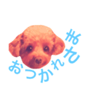 トイプードル あんず＊（個別スタンプ：13）
