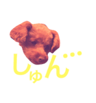 トイプードル あんず＊（個別スタンプ：14）