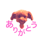 トイプードル あんず＊（個別スタンプ：16）