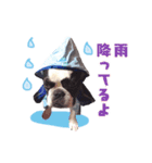 フレブルジョン君 実写版（個別スタンプ：5）