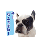 フレブルジョン君 実写版（個別スタンプ：13）
