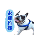 フレブルジョン君 実写版（個別スタンプ：19）