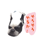 フレブルジョン君 実写版（個別スタンプ：20）