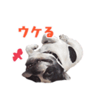 フレブルジョン君 実写版（個別スタンプ：27）