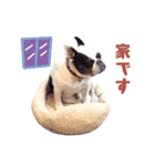 フレブルジョン君 実写版（個別スタンプ：29）