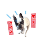 フレブルジョン君 実写版（個別スタンプ：31）