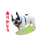 フレブルジョン君 実写版（個別スタンプ：33）