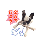フレブルジョン君 実写版（個別スタンプ：37）