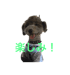 Lion′s life☆（個別スタンプ：1）