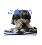 Lion′s life☆（個別スタンプ：3）