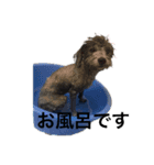 Lion′s life☆（個別スタンプ：6）