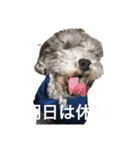 Lion′s life☆（個別スタンプ：11）