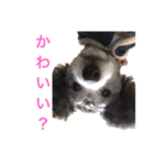 Lion′s life☆（個別スタンプ：15）