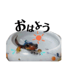 ごんちゃんと愉快な仲間たち（個別スタンプ：19）