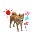 柴犬さつき（個別スタンプ：1）