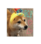 柴犬さつき（個別スタンプ：3）