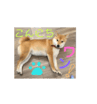 柴犬さつき（個別スタンプ：5）