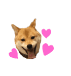 柴犬さつき（個別スタンプ：6）