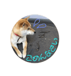 柴犬さつき（個別スタンプ：7）