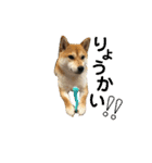 柴犬さつき（個別スタンプ：8）