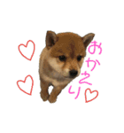 柴犬さつき（個別スタンプ：9）