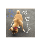 柴犬さつき（個別スタンプ：11）