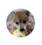 柴犬さつき（個別スタンプ：12）