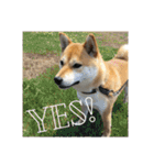 柴犬さつき（個別スタンプ：13）