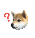 柴犬さつき（個別スタンプ：15）