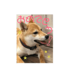 柴犬さつき（個別スタンプ：16）