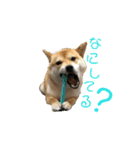 柴犬さつき（個別スタンプ：17）