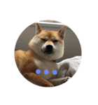 柴犬さつき（個別スタンプ：19）